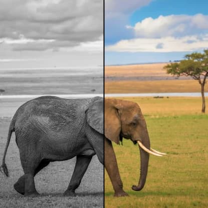 Colorize Photos